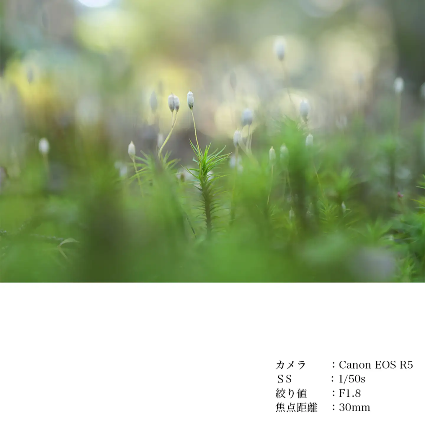 SIGMA 30mm F1.4 DC DN | Contemporary【ソニーEマウント】