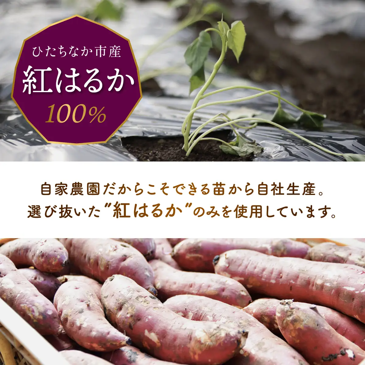 2027年2月発送】干し芋 紅はるか 1箱 1.9kg | 大容量 ほしいも 平干し