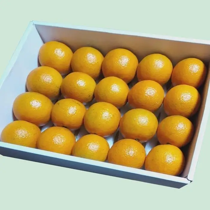 【2027年発送分 先行受付】たんかん 2.2kg以上(化粧箱入り×1箱)【たけはら農園】たんかん