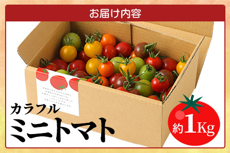 【先行受付】2027年1月より順次発送予定｜カラフルミニトマト6種1kg｜ミニトマト トマト プチトマト 野菜 農家直送 ギフト ｜佐賀県鹿島市｜たにぐちファーム Ricotomato（リコトマト）～とりこになるトマト～ B-280