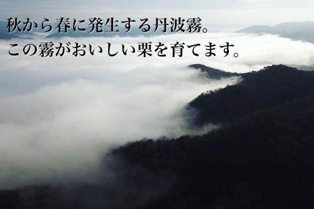 丹波栗 大粒 2L～3L 1.2kg 栗