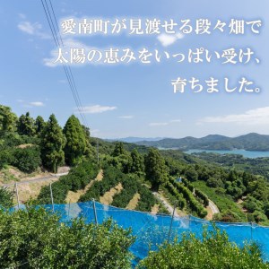 レモン 約 3kg 24個 柑橘 檸檬 牡蠣 フライ レモンティー 愛媛 愛南 マルエム直販