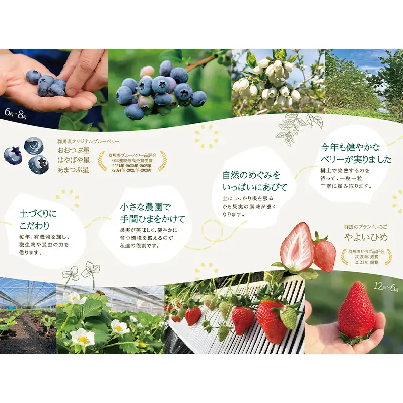 ブルーベリー特選大粒600g 朝摘みでお届け！【6年連続最高金賞受賞 群馬県ブルーベリー品評会2021~2026年】化学農薬不使用 除草剤不使用 フルーツ 果物 F4H-0683