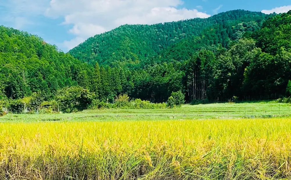 【京都岩倉坂原米作りプロジェクト】〈新米〉京都岩倉さかばら産 きぬひかり 10kg(5kg×2袋)［ 京都 グルメ おいしい 人気 おすすめ 米 コメ ギフト プレゼント 贈答 お取り寄せ 通販 送料無料 ふるさと納税 ］