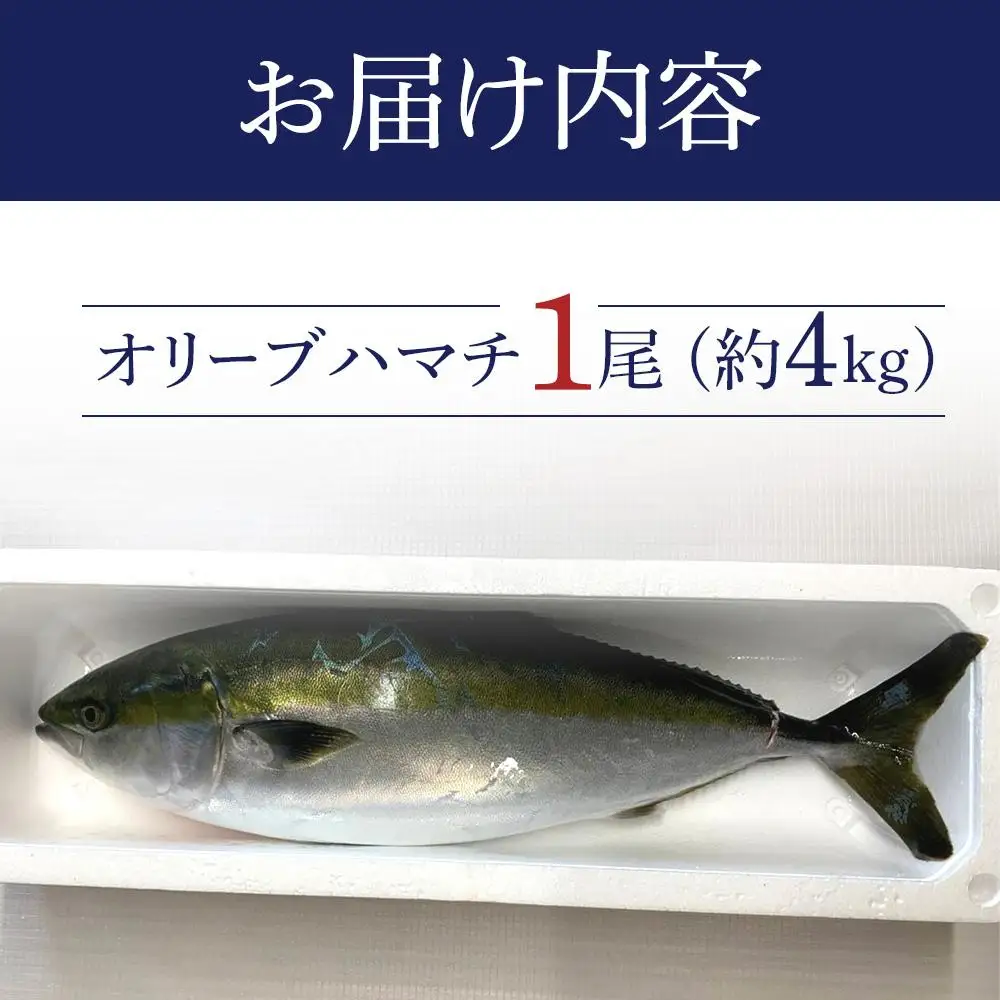 オリーブハマチ1尾 約4kg