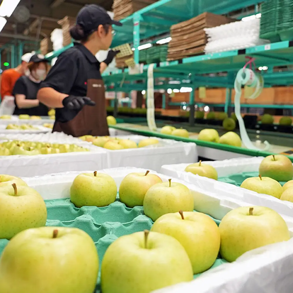 【26年10月発送】りんご トキ【訳あり】約10kg 平均糖度12度以上 青森県 弘前市 果物 フルーツ 林檎 リンゴ くだもの 不揃い 規格外