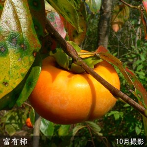 カキ(甘柿)富有(ふゆう) 2年生 苗木 ＜すだ農園＞