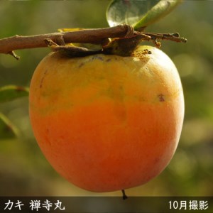 カキ(不完全甘柿) 禅寺丸(ぜんじまる) 2年生 苗木 ＜すだ農園＞