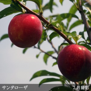 ＜すだ農園＞2年生 苗木 スモモ(李 プラム)サンタローザ
