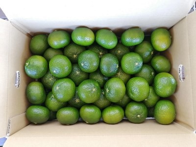 【先行予約】【数量限定】  花良治みかん (青玉) 3kg ｜  みかん