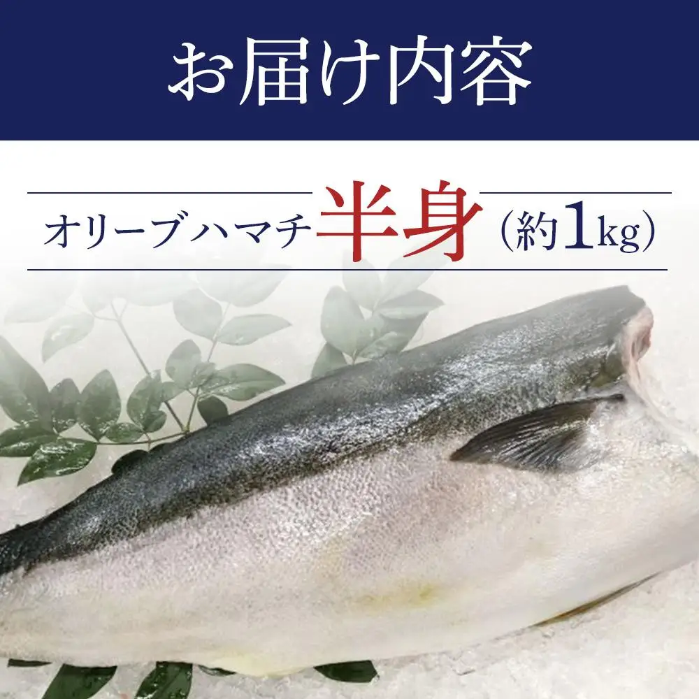 オリーブハマチ 半身 約1kg
