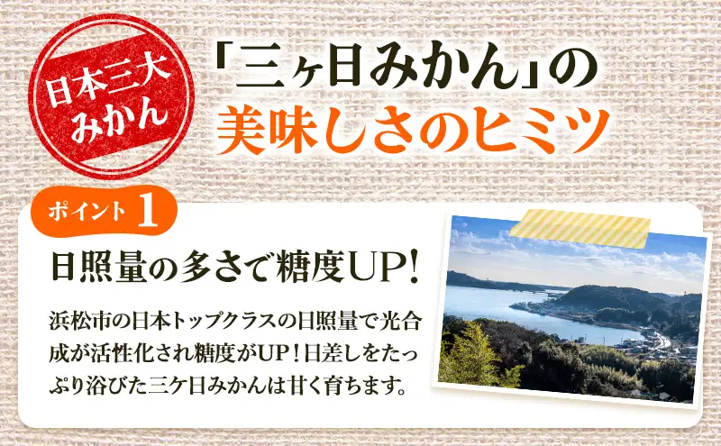 みかん 三ヶ日 5kg 青島 M〜2L 果物 フルーツ みかん