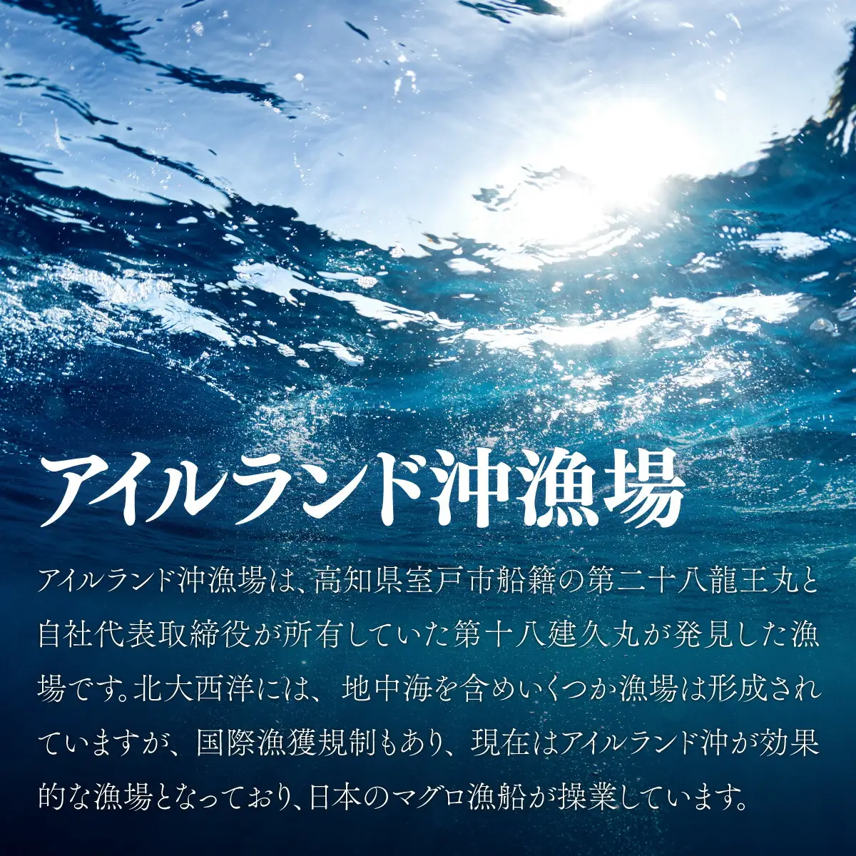 天然本マグロ　中トロ　１柵（２００ｇ）まぐろ 鮪 海鮮 冷凍 さしみ 刺身 父の日 高知 室戸 マグロ