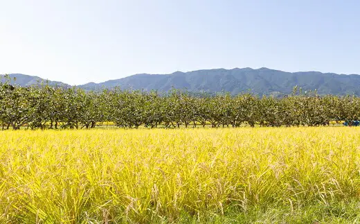 ぶんぶんファーム 自然栽培 ひのひかり 白米 5kg