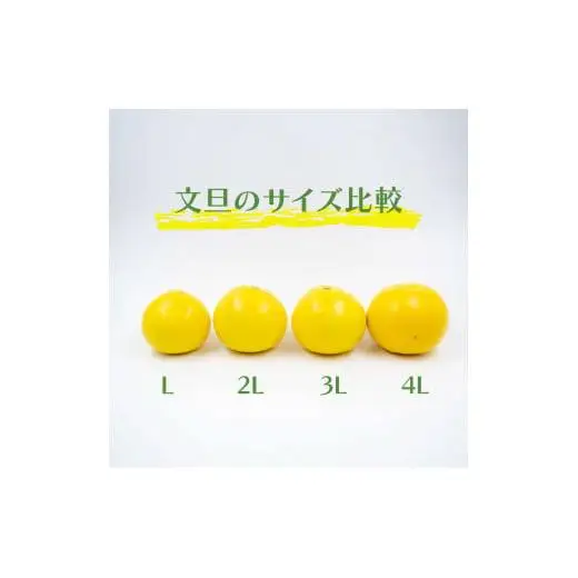 【 先行予約 】 土佐文旦 秀品 10kg 高知県産  KN001