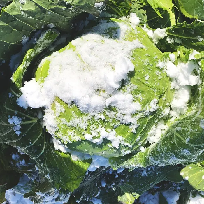 会津発 季節の野菜だより（小）2名様1週間分相当【喜多方市・西会津町・北塩原村のお野菜】 KBW001