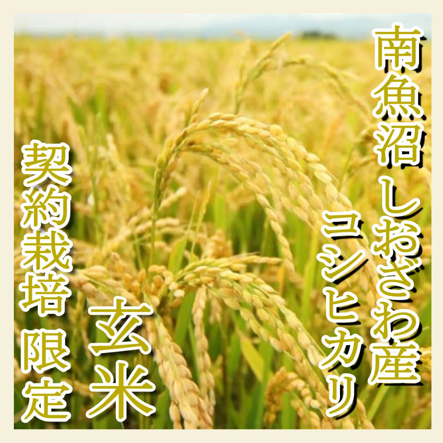 【令和7年産】【定期便8Kg×6ヶ月】●玄米●  生産者限定 南魚沼しおざわ産コシヒカリ【定期便 銘柄米 ブランド米 玄米 こしひかり コシヒカリ 魚沼産 新潟米 産地直送 お米 米 こめ コメ ご飯 御飯 ごはん】