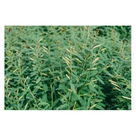 弘法茶（3g×3包入）×3袋 ティーバック 下北山村産 カワラケツメイ100％ 国産 健康茶 お茶 便利  