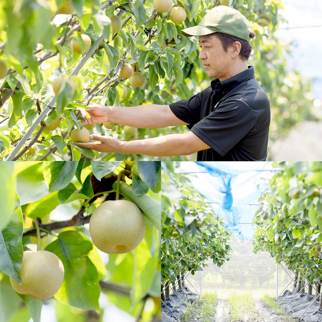 にっこり梨 3kg 【10月発送開始】