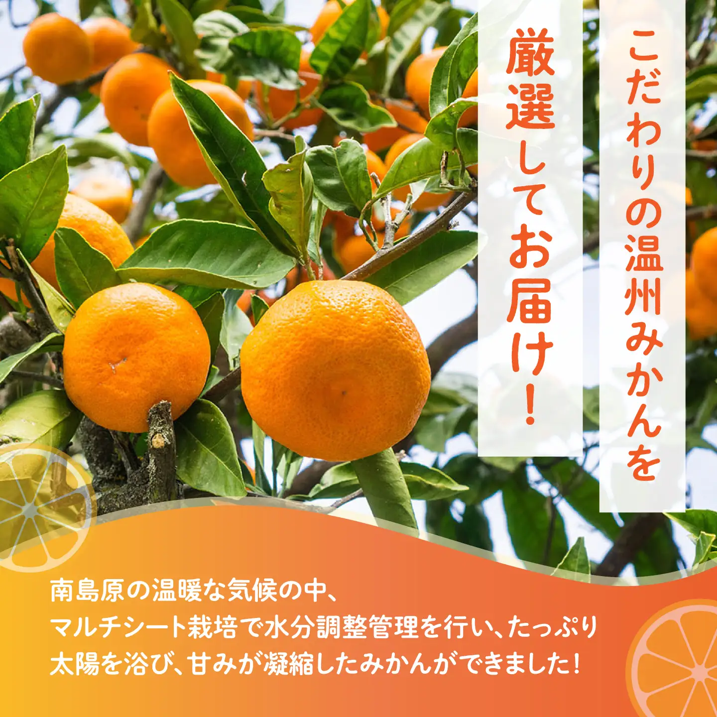 【2026年12月-発送】【2回定期便】高糖度 温州みかん（約10kg×2回） / みかん 定期便 ミカン 蜜柑 長崎県産みかん 糖度 果物 くだもの 果物定期便 フルーツ ふるーつ フルーツ定期便 旬 家庭用 10kg / 南島原市 / 南島原果物屋 [SCV002]