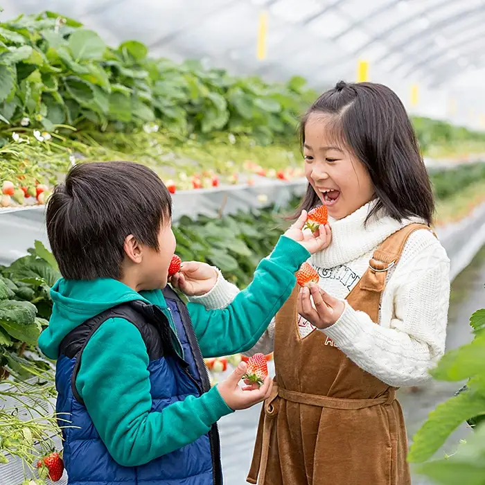 【定期便3回】先行受付！佐賀県産 紅白いちご食べ比べ【2027年1～3月発送】：B395-004