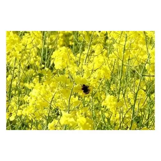 高純度！天然生はちみつ！　「いわみざわ産・菜の花はちみつ×２個」【18107】