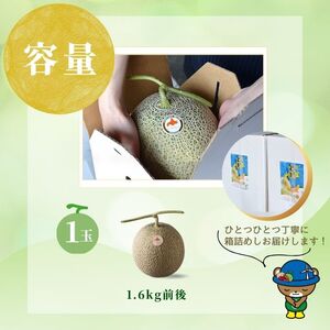 【2026年7月下旬から発送】とままえメロン 1玉 1.6kg前後 大玉サイズ 北海道産 先行 予約 受付 赤肉 甘い 糖度14度 旬 産地直送 めろん フルーツ 果物 デザート 北海道 苫前町 とままえ rum08