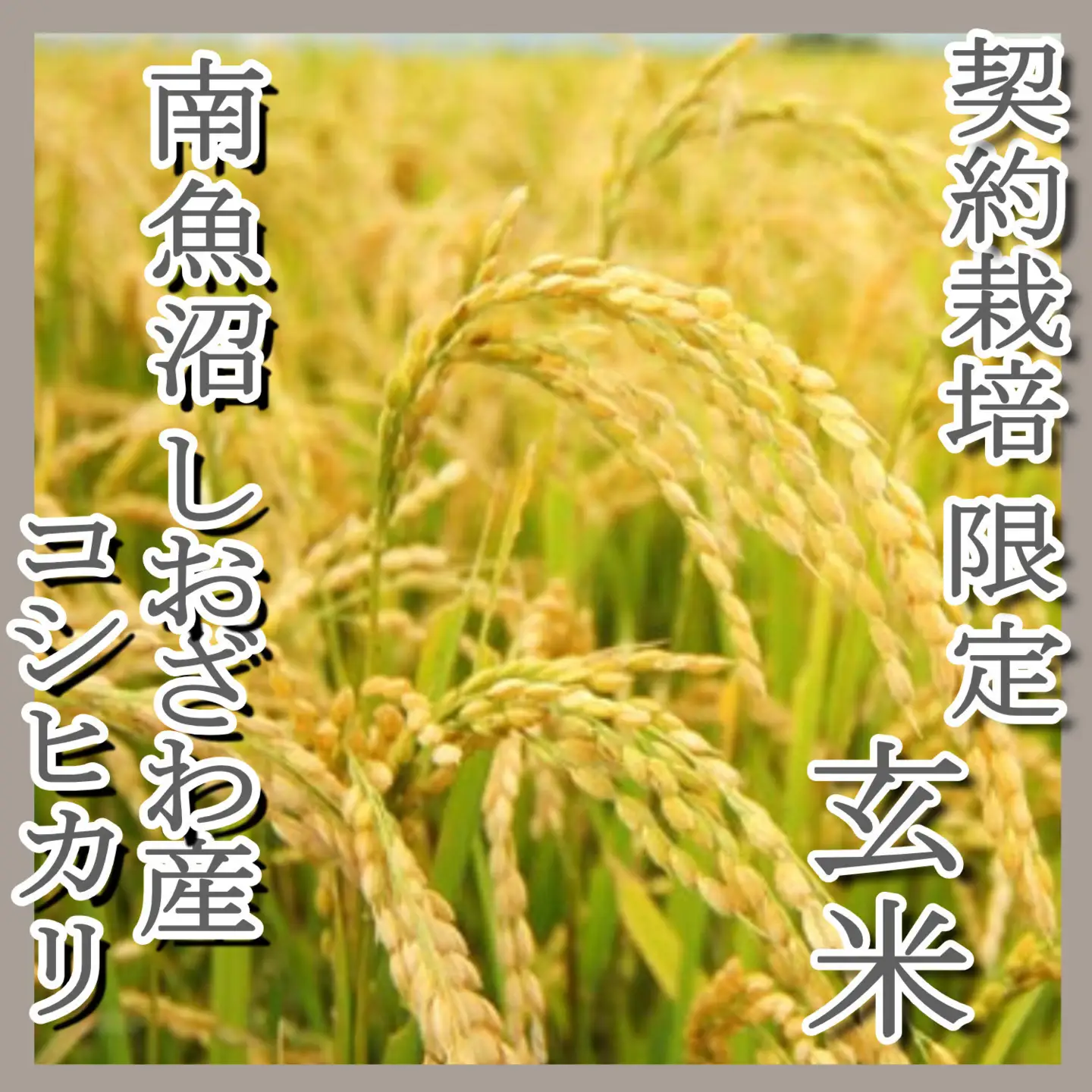 【令和7年産】●玄米● 【定期便8Kg×12ヶ月】  生産者限定 南魚沼しおざわ産コシヒカリ【定期便 銘柄米 ブランド米 玄米 こしひかり コシヒカリ 魚沼産 新潟米 産地直送 お米 米 こめ コメ ご飯 御飯 ごはん】