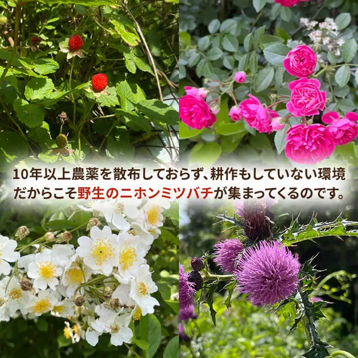 壱岐桃源郷蜂蜜 450g × 1本 《壱岐市》【角丸】 [JDK057] 34000 34000円 はちみつ