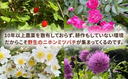 はちみつ ニホンミツバチ 壱岐桃源郷 蜂蜜 計900g （450g × 2本） 《壱岐市》【角丸】 [JDK058] 66000 66000円 のし プレゼント ギフト 九州
