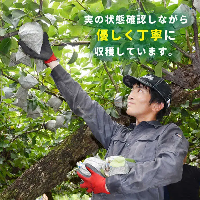 【2026年9月中旬?発送】【シャリッと食感がたまらない！】新高梨 2玉 / 梨 なし 南島原市 / ふるさと企画 [SBA007]