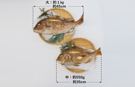 【尾頭付きの縁起物】 活塩焼き鯛（中サイズ） 1匹（約35㎝・約550g）22-67