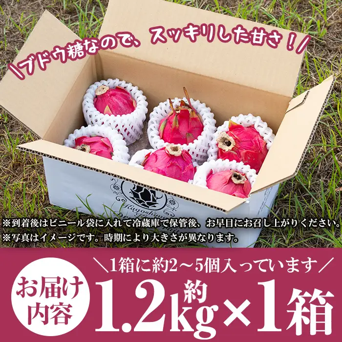 鹿児島県産 ドラゴンフルーツ 約1.2kg 果物 農薬不使用 【はまうえ果樹園】No.248 