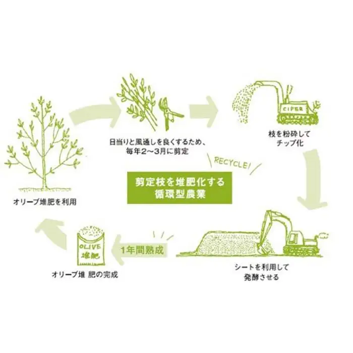 オリーブの苗木 50cm 2本 と オリーブたい肥 1袋