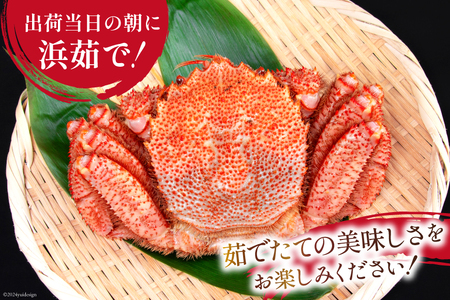 【期間限定発送】かに 三陸産浜ゆで毛ガニ 約500g×2 計1kg 