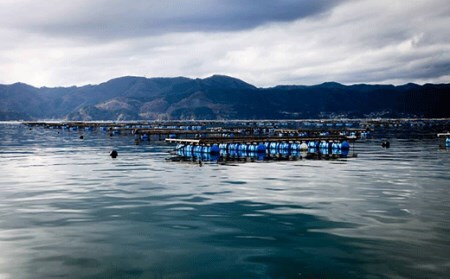 【先行予約】レンジで簡単蒸し牡蠣15個セット【2024年11月後半～4月後半発送】RT482