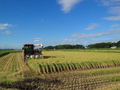 【令和7年産】にじのきらめき 精米10kg【荒川アグリ】 | 米 こめ コメ こしひかり 国産 単一米 茨城県産 古河市 ※2025年10月上旬頃より順次発送予定 _DH01