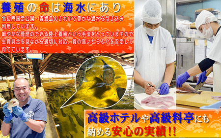 幻の高級魚 クエ刺身(薄造り) 4～5人前 240ｇ 冷凍 山口県 長門市 仙崎港水揚げ 年内配送 (1355)