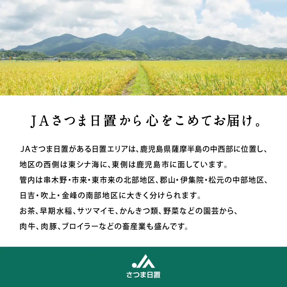【11月末～12月発送】ブランド不知火「大将季」 約3kg入り化粧箱 （8玉～12玉） 果物 フルーツ 旬 柑橘 みかん しらぬい 鹿児島県産