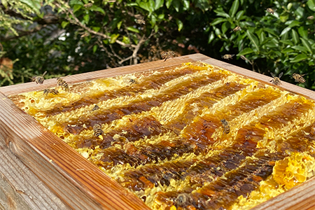 津和野の木や花の蜜を集めた天然百花蜜「里山の雫」(315g×1瓶)【1354893】