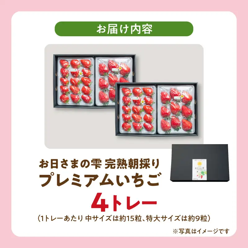 【先行予約】数量限定！お日さまの雫 完熟朝穫りプレミアムいちご　４トレー AM-0005