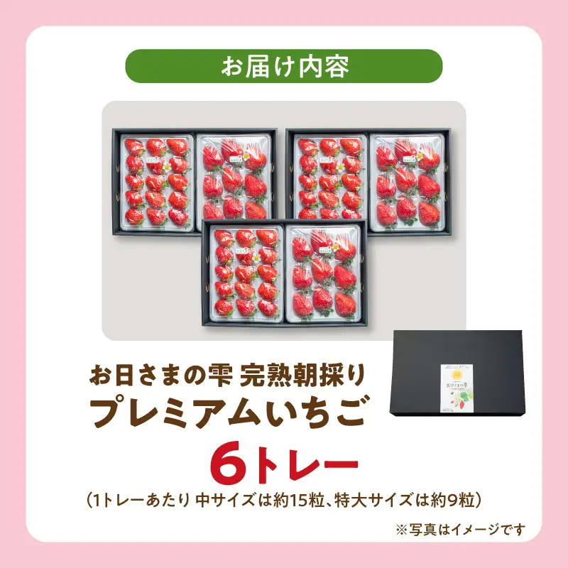 【先行予約】お日さまの雫 完熟朝穫りプレミアムいちご　６トレー AM-0006