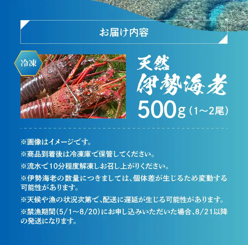 エメラルドブルーの美しい海で獲れた天然伊勢海老500g（1～2尾）！ W057-001u 冷凍 海鮮 エビ