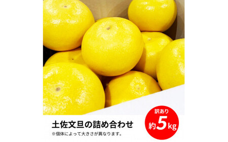 先行予約 訳あり　土佐文旦５㎏詰め合わせ