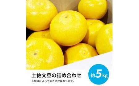 先行予約 土佐文旦５㎏詰め合わせ