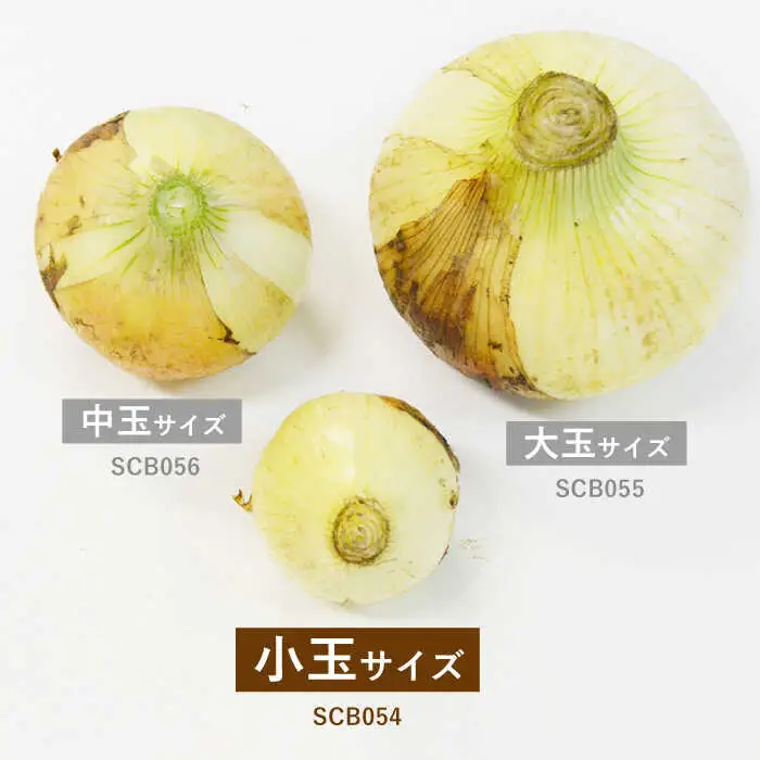 【2027年3月中旬-発送】塩玉ねぎ 約5kg（小玉） [SCB054] 玉ねぎ