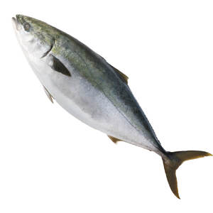 天然ブリ まるごと1本 5kg～8kg 土佐清水産 下処理なし【天然ブリ】【R00873】