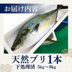 【先行受付】天然ブリ まるごと1本 5kg～8kg 土佐清水産 下処理【天然ブリ】【R00874】