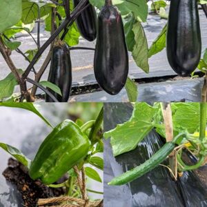 【自然が育む新鮮野菜】こばやし季節の野菜詰め合わせセット（ 野菜セット 季節野菜セット 新鮮野菜セット 旬野菜セット 小林市野菜セット ）
