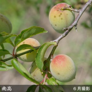 ＜すだ農園＞2年生 苗木 ウメ(実梅) 南高